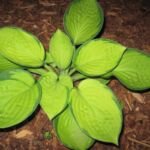 Hosta 'Rainforest Sunrise' – Pflanzenfoto