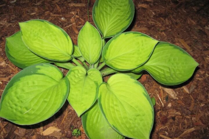 Hosta 'Rainforest Sunrise'