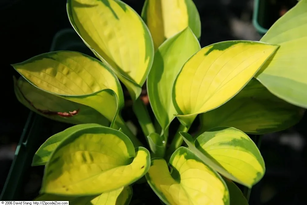 Hosta 'Rainforest Sunrise' – typisches Erscheinungsbild, Pflanzenfoto