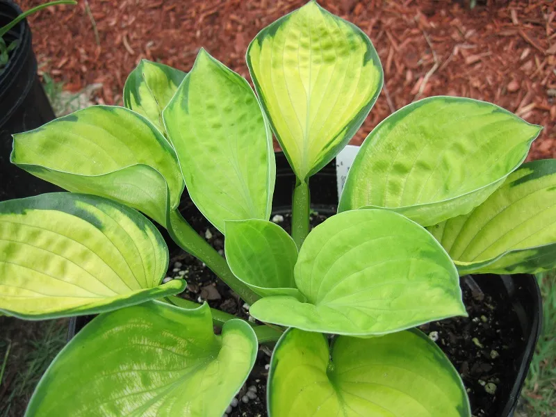Hosta 'Rainforest Sunrise' – im Garten, Pflanzenfoto