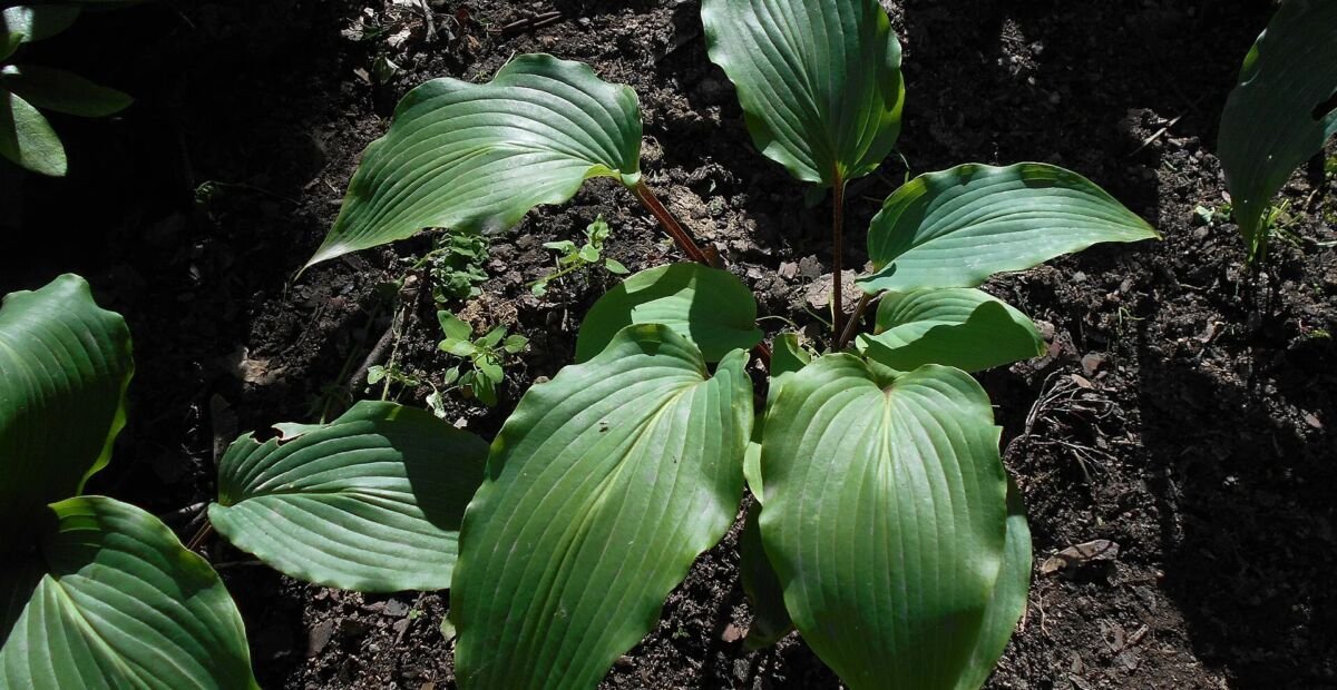 Hosta 'Red October' – fotografia rastliny