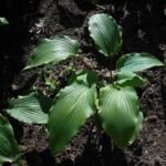Hosta 'Red October' – zdjęcie rośliny