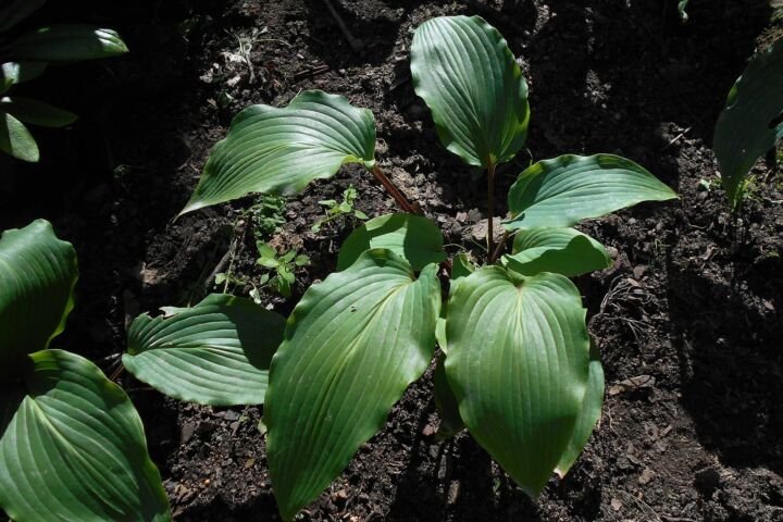 Hosta 'Red October'