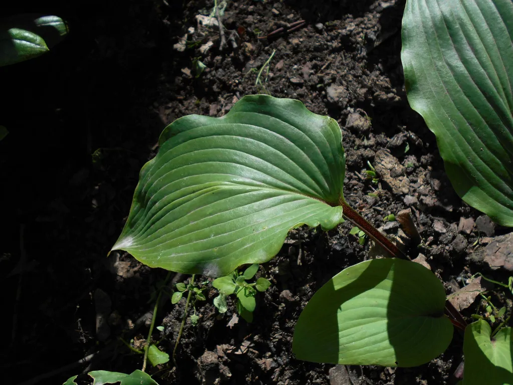 Hosta 'Red October' – typisches Erscheinungsbild, Pflanzenfoto