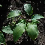 Hosta ‘Red October’ (Hosta 'Red October') – plant photo