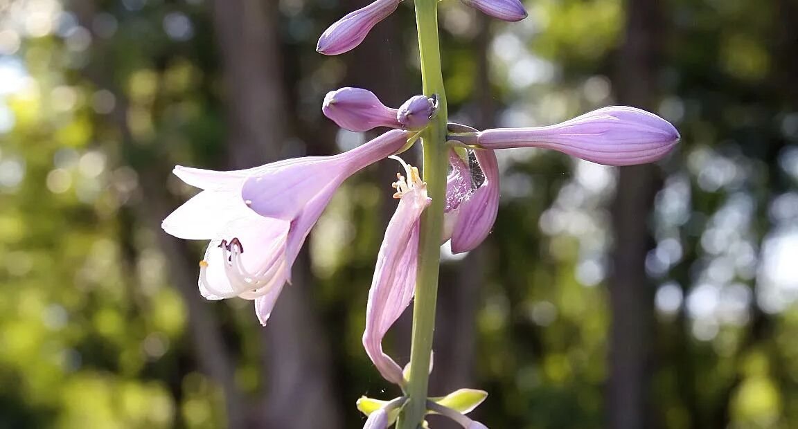 Hosta 'Regal Splendor' – Pflanzenfoto