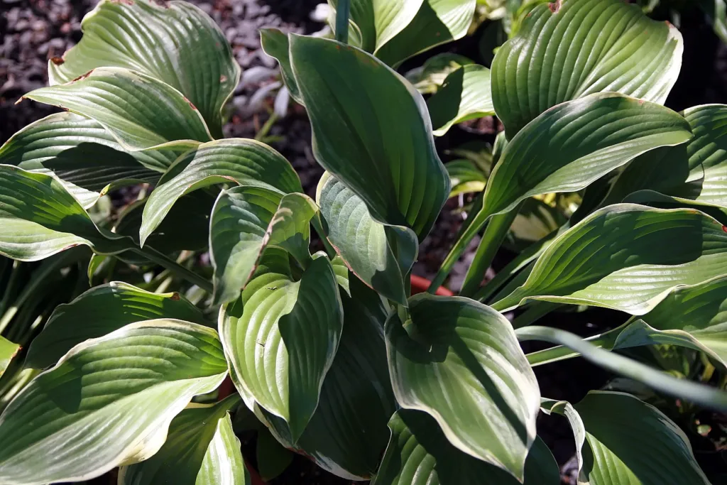 Hosta 'Regal Splendor' – v záhrade, fotografia rastliny