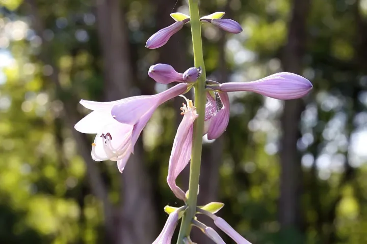 Hosta 'Regal Splendor'
