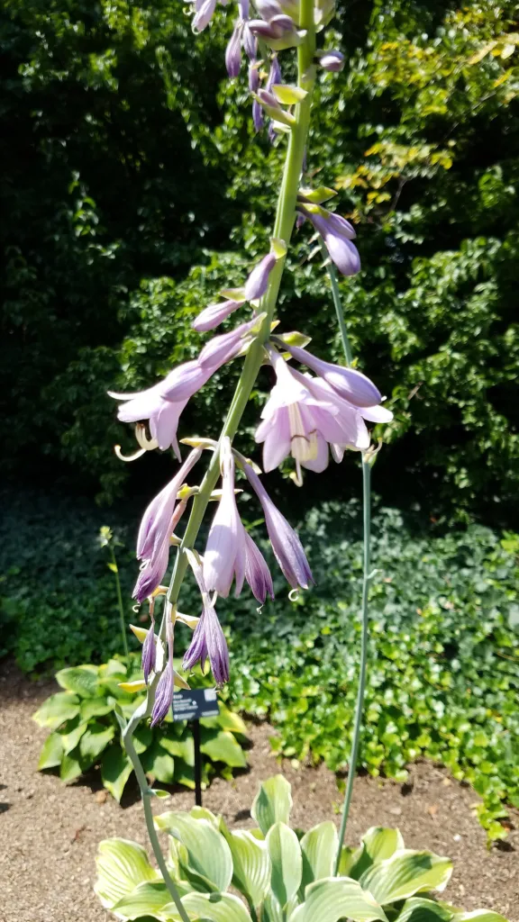 Hosta 'Regal Splendor' – typický vzhľad, fotografia rastliny