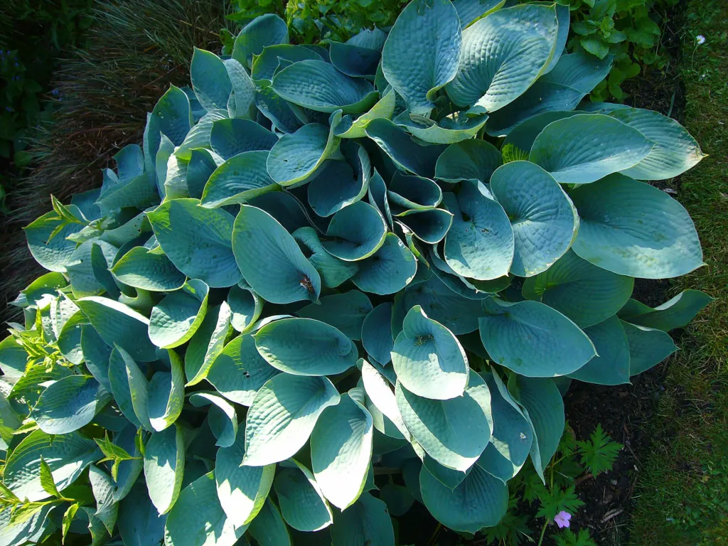 Hosta 'Royal Standard' – im Garten, Pflanzenfoto