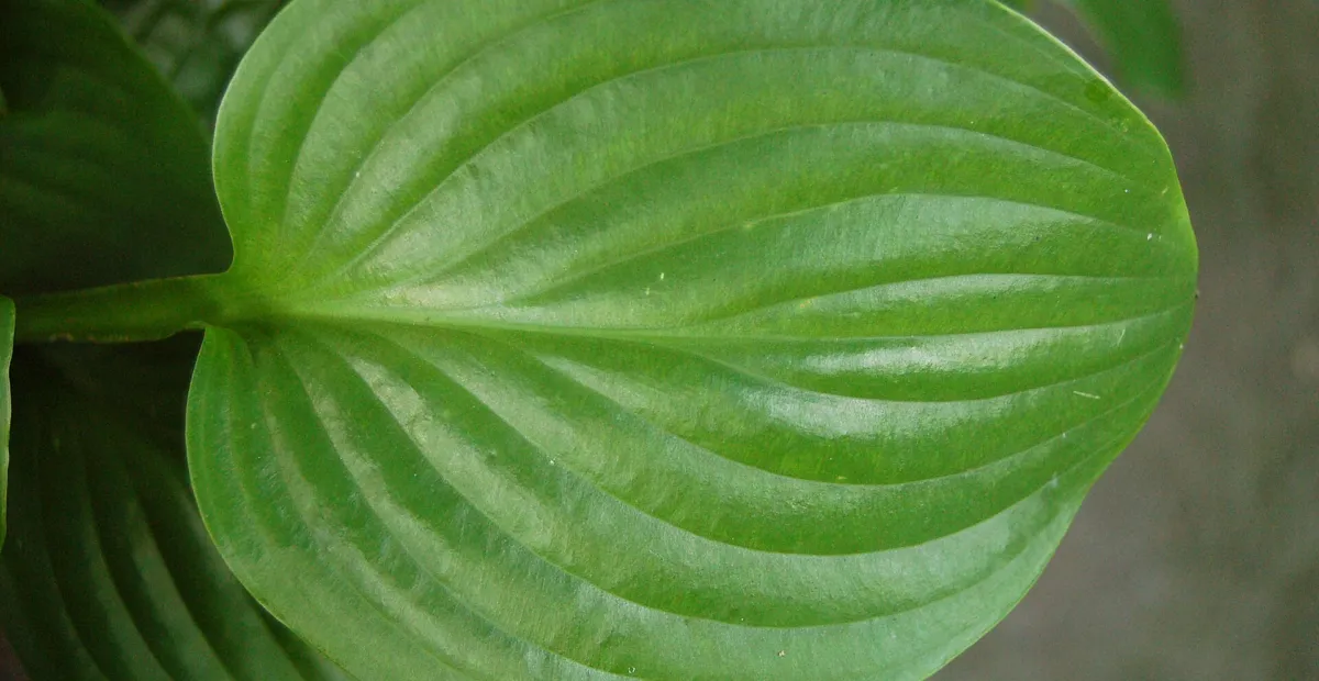Hosta 'Royal Standard' – plant photo