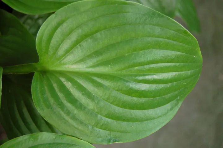 Hosta 'Royal Standard'