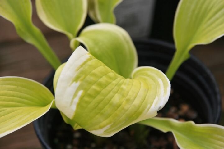 Hosta 'Shade Fanfare'