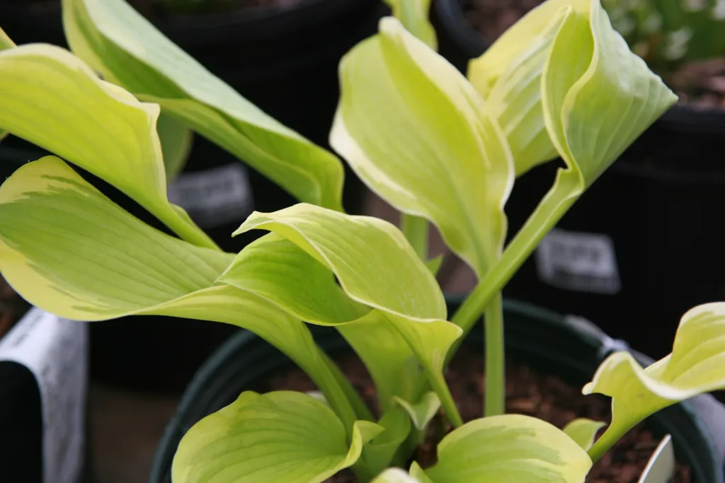 Hosta 'Shade Fanfare' – im Garten, Pflanzenfoto