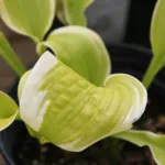 Hosta ‘Shade Fanfare’ (Hosta 'Shade Fanfare') – plant photo