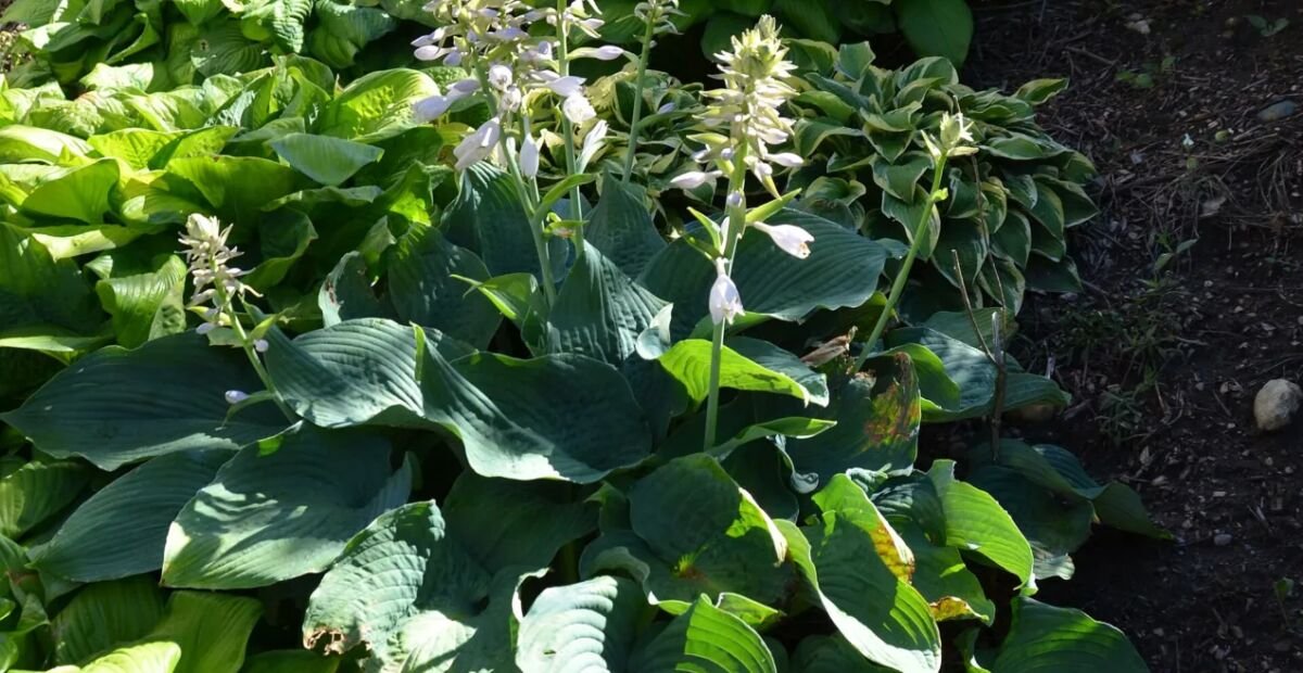 Hosta sieboldiana 'Elegans' – fotografia rastliny