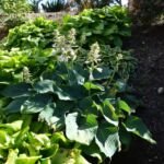 Hosta sieboldiana 'Elegans' – zdjęcie rośliny
