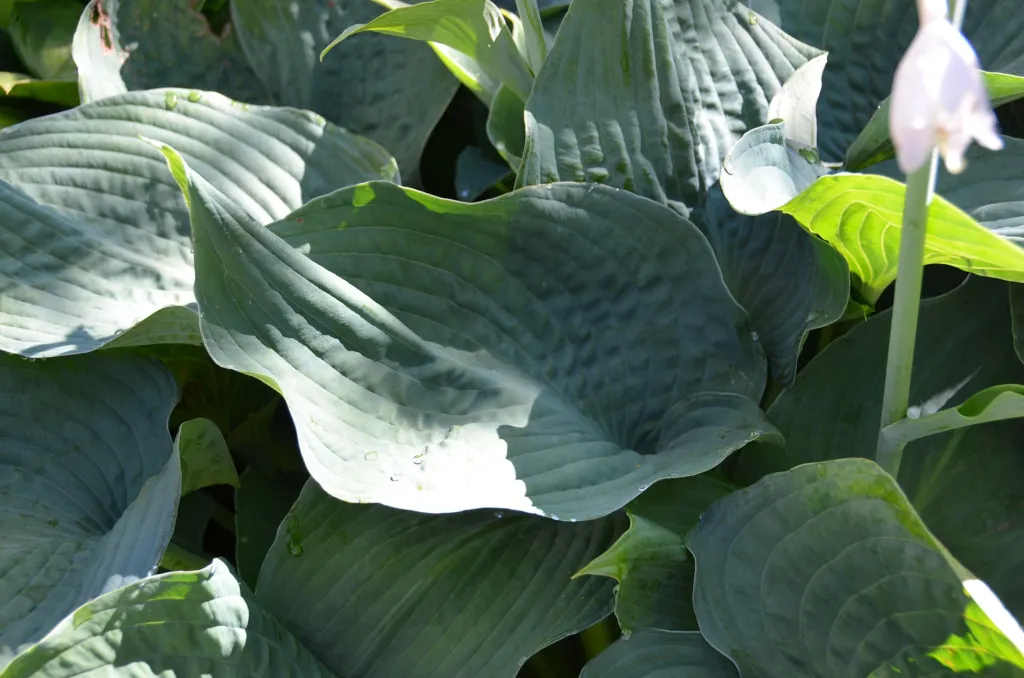 Hosta sieboldiana 'Elegans' – kvety zblízka, fotografia rastliny
