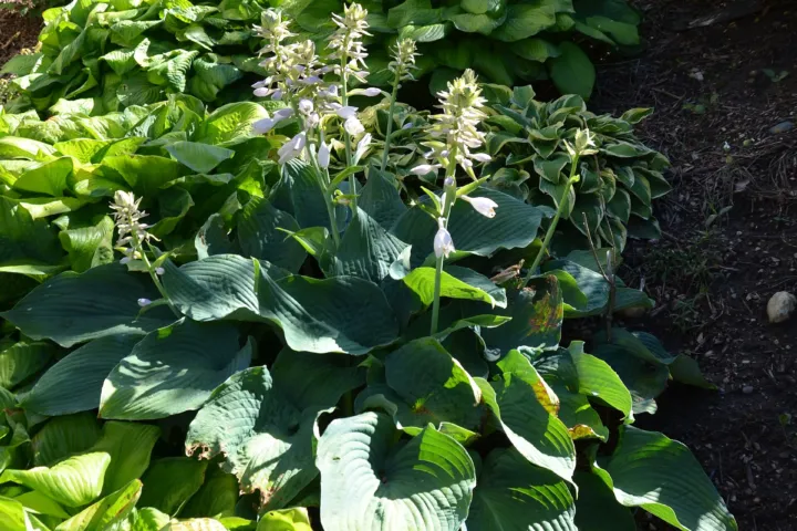 Hosta sieboldiana 'Elegans'
