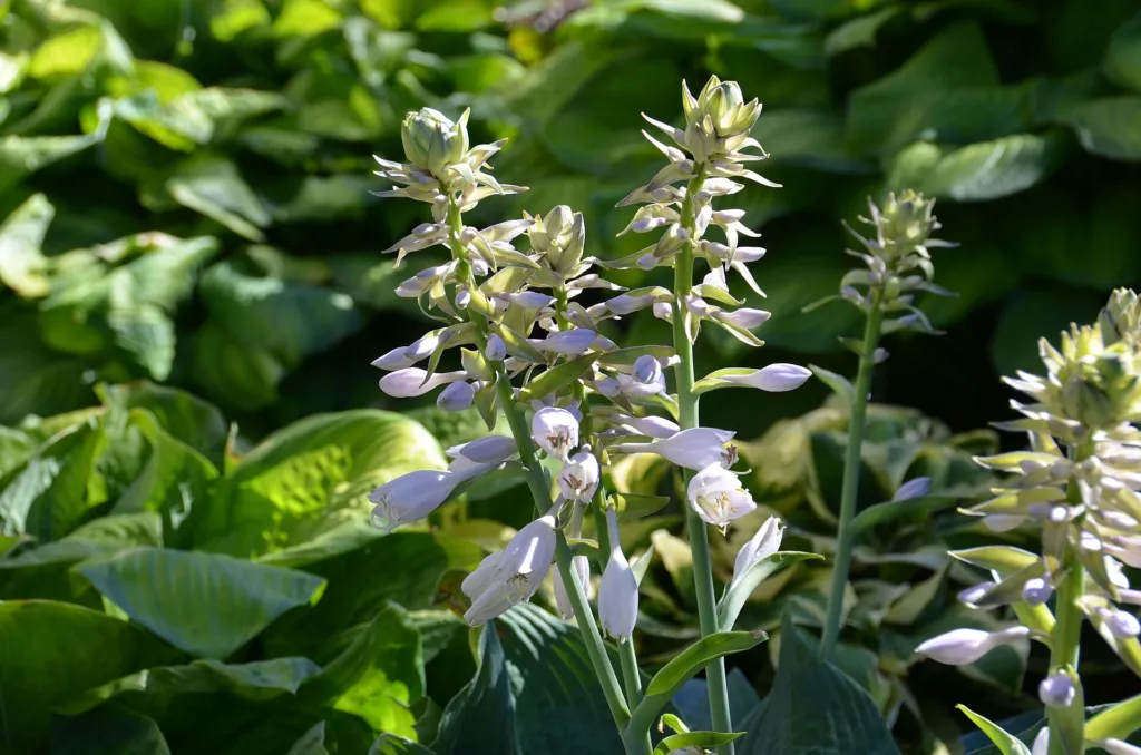 Hosta sieboldiana 'Elegans' – kvety zblízka, fotografia rastliny