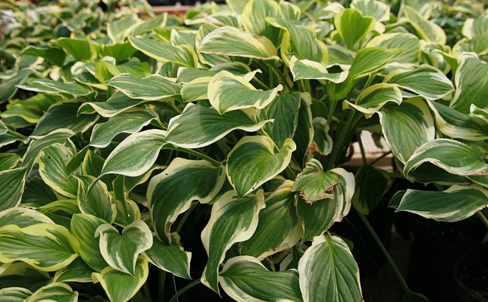 Hosta 'So Sweet' – plant photo