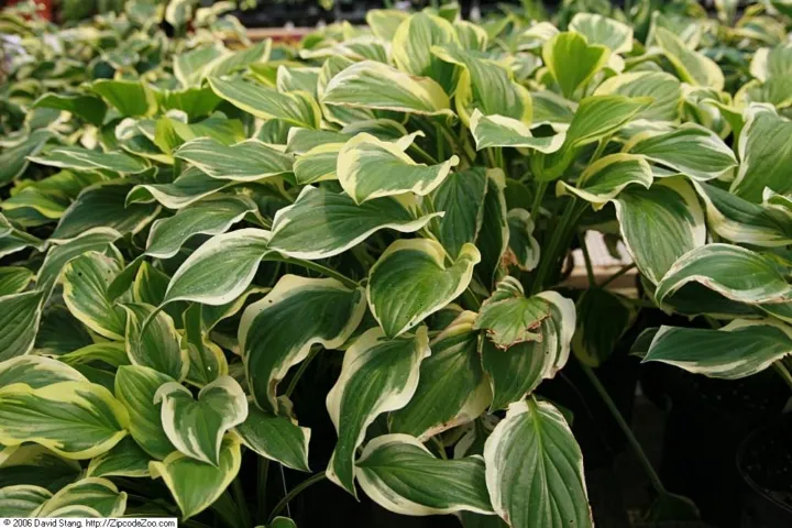 Hosta 'So Sweet'
