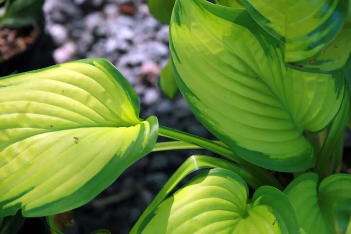 Hosta 'Stained Glass'