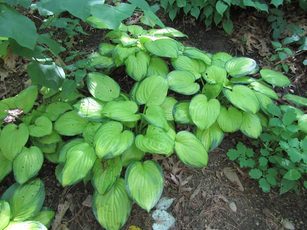 Hosta ‘Stained Glass’ (Hosta 'Stained Glass') – characteristic appearance, plant photo