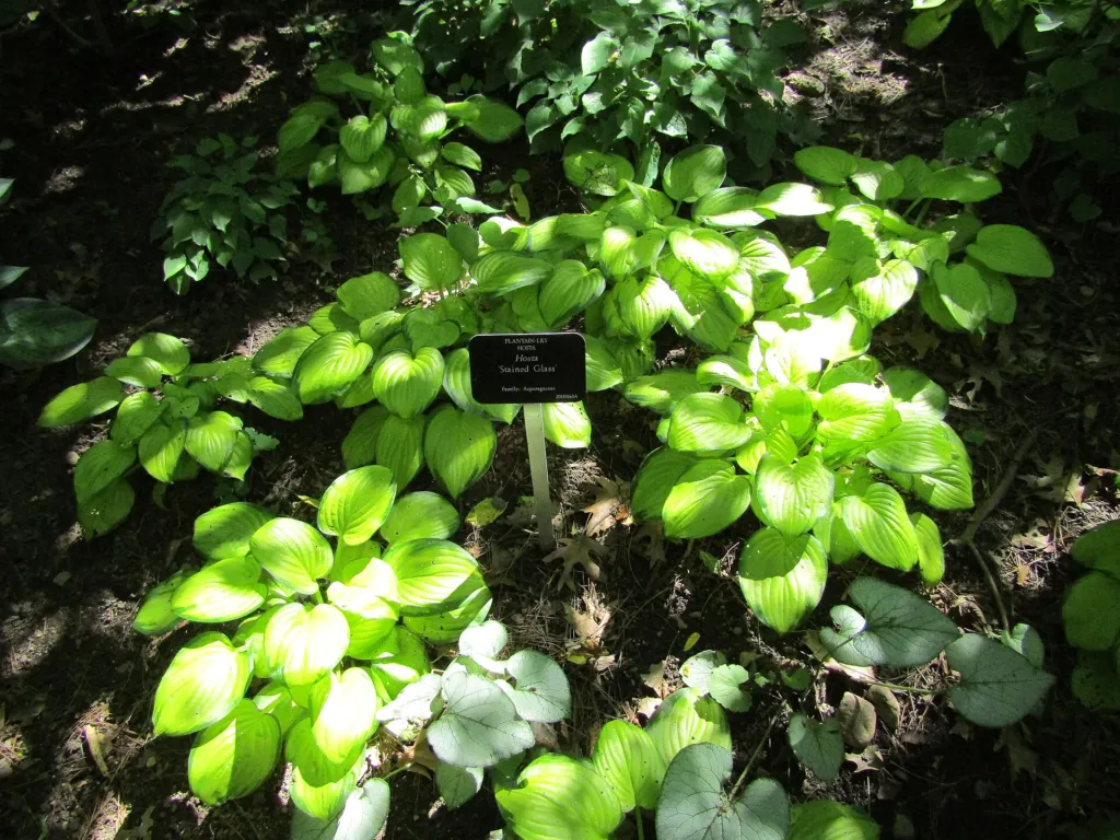 Hosta ‘Stained Glass’ (Hosta 'Stained Glass') – characteristic appearance, plant photo