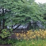 Hosta 'Striptease' – zdjęcie rośliny