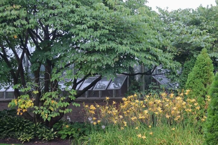 Hosta 'Striptease'