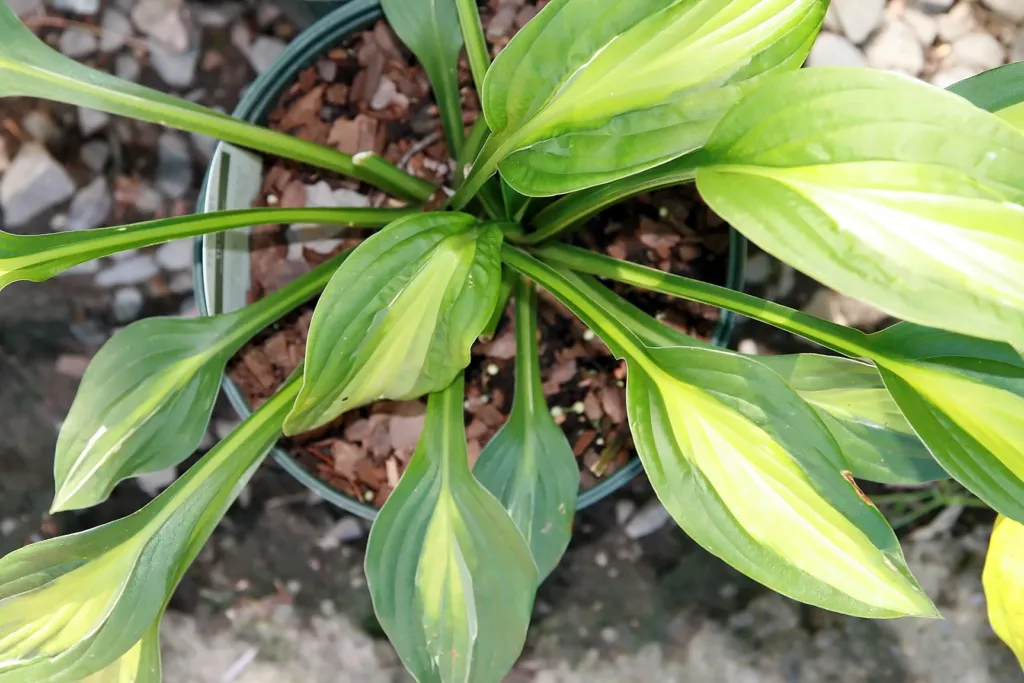 Hosta 'Striptease' – in a garden setting, plant photo