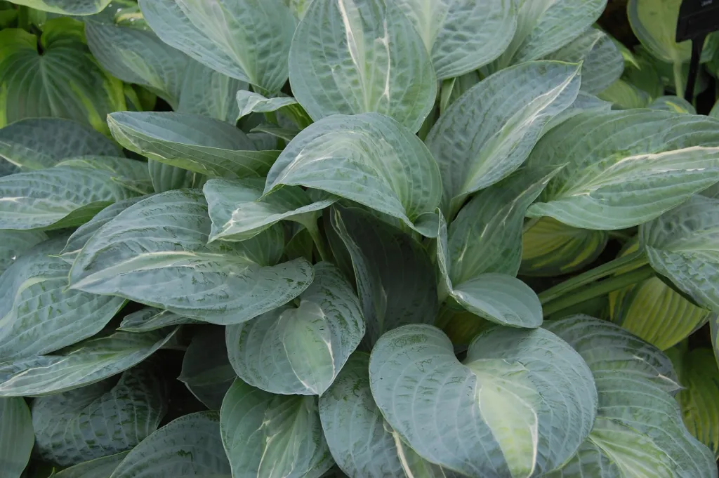 Hosta 'Striptease' – characteristic appearance, plant photo