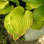 Hosta 'Sum and Substance' – Pflanzenfoto