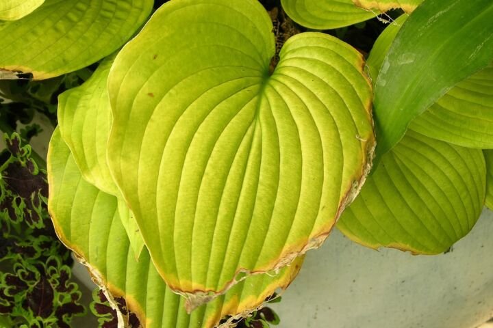 Hosta 'Sum and Substance'