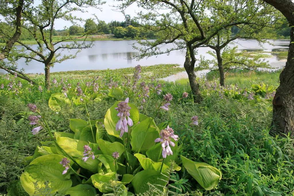 Hosta ‘Sum and Substance’ (Hosta 'Sum and Substance') – in a garden setting, plant photo