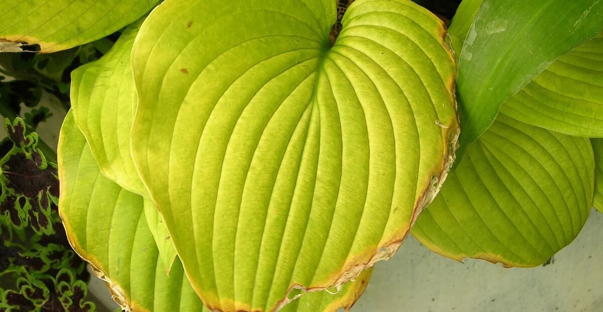 Hosta ‘Sum and Substance’ (Hosta 'Sum and Substance') – plant photo