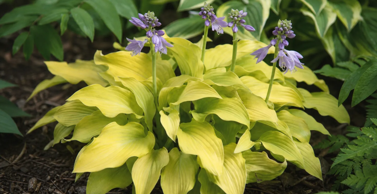 Hosta 'Sun Mouse' – fotografia rastliny