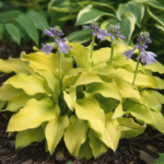 Hosta 'Sun Mouse' – Pflanzenfoto