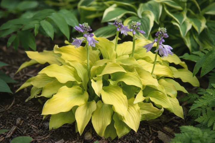 Hosta 'Sun Mouse'