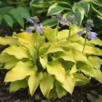 Hosta ‘Sun Mouse’ (Hosta 'Sun Mouse') – plant photo