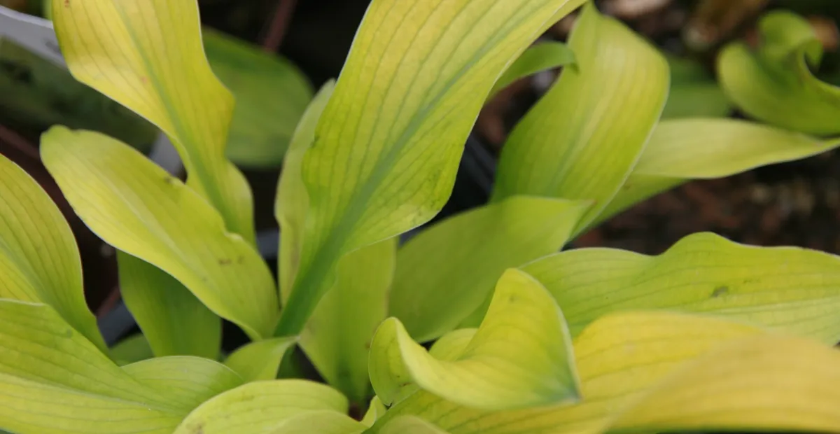 Hosta 'Sun Power' – plant photo