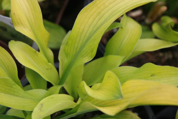 Hosta 'Sun Power'
