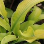Hosta ‘Sun Power’ (Hosta 'Sun Power') – zdjęcie rośliny