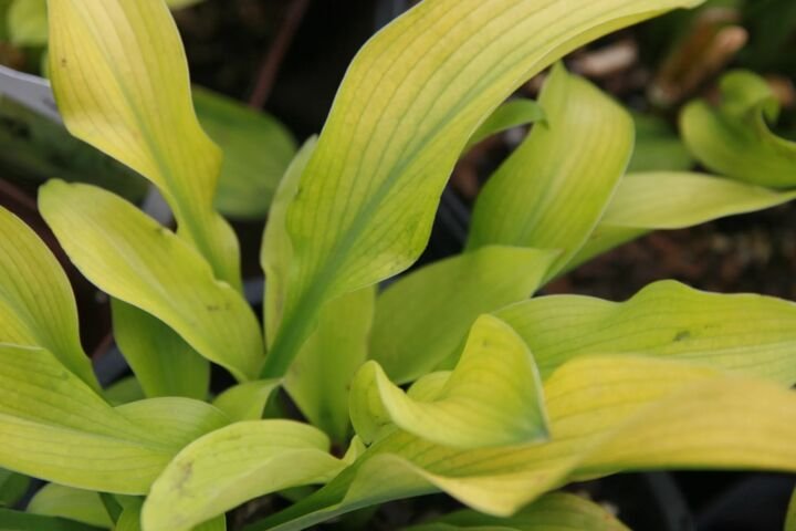 Hosta 'Sun Power'