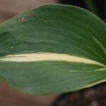 Hosta 'Thunderbolt' – fotografia rastliny
