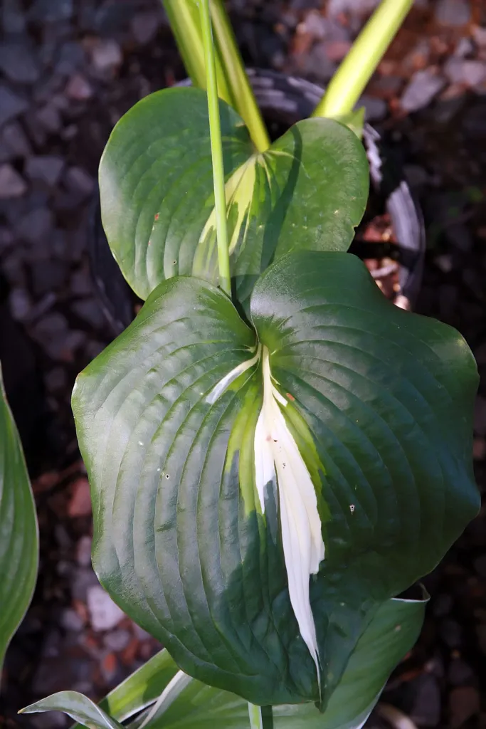 Hosta 'Thunderbolt' – v záhrade, fotografia rastliny