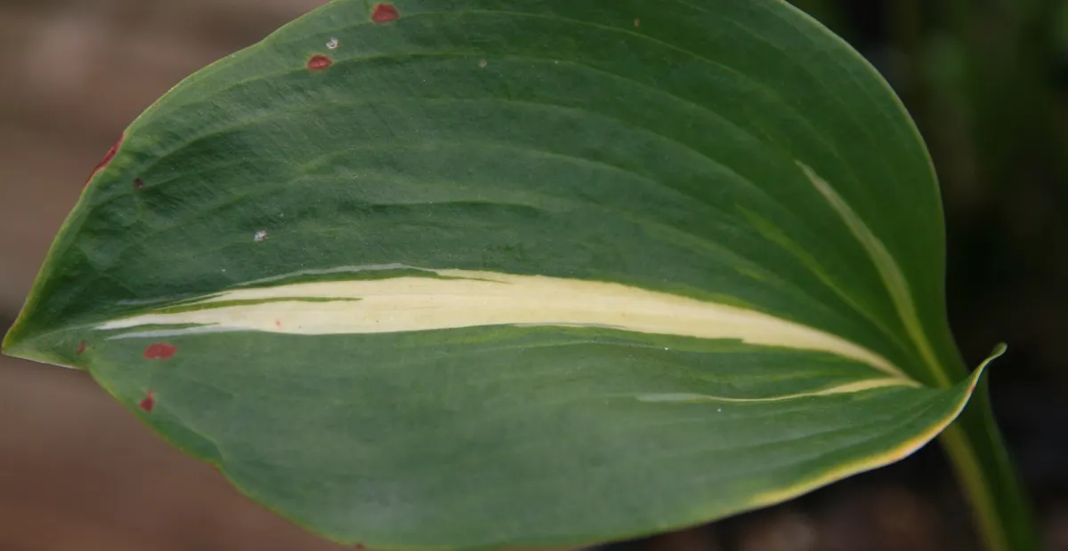 Hosta 'Thunderbolt' – plant photo