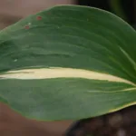 Hosta ‘Thunderbolt’ (Hosta 'Thunderbolt') – plant photo