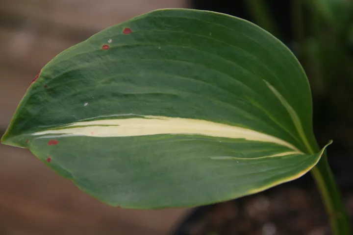 Hosta 'Thunderbolt'